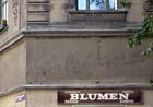 blumen_2701