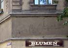 blumen_2701