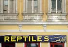 reptiles_2978